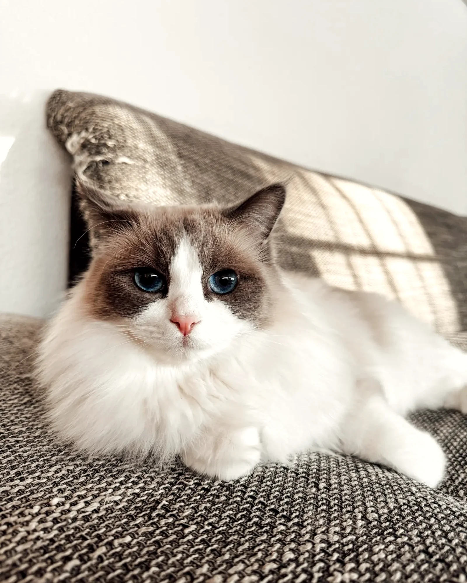 Chester liegt auf einem Sofa in der Nachmittagssonne, den Blick ruhig in die Kamera gerichtet, mit vollem weißen Fellkragen.