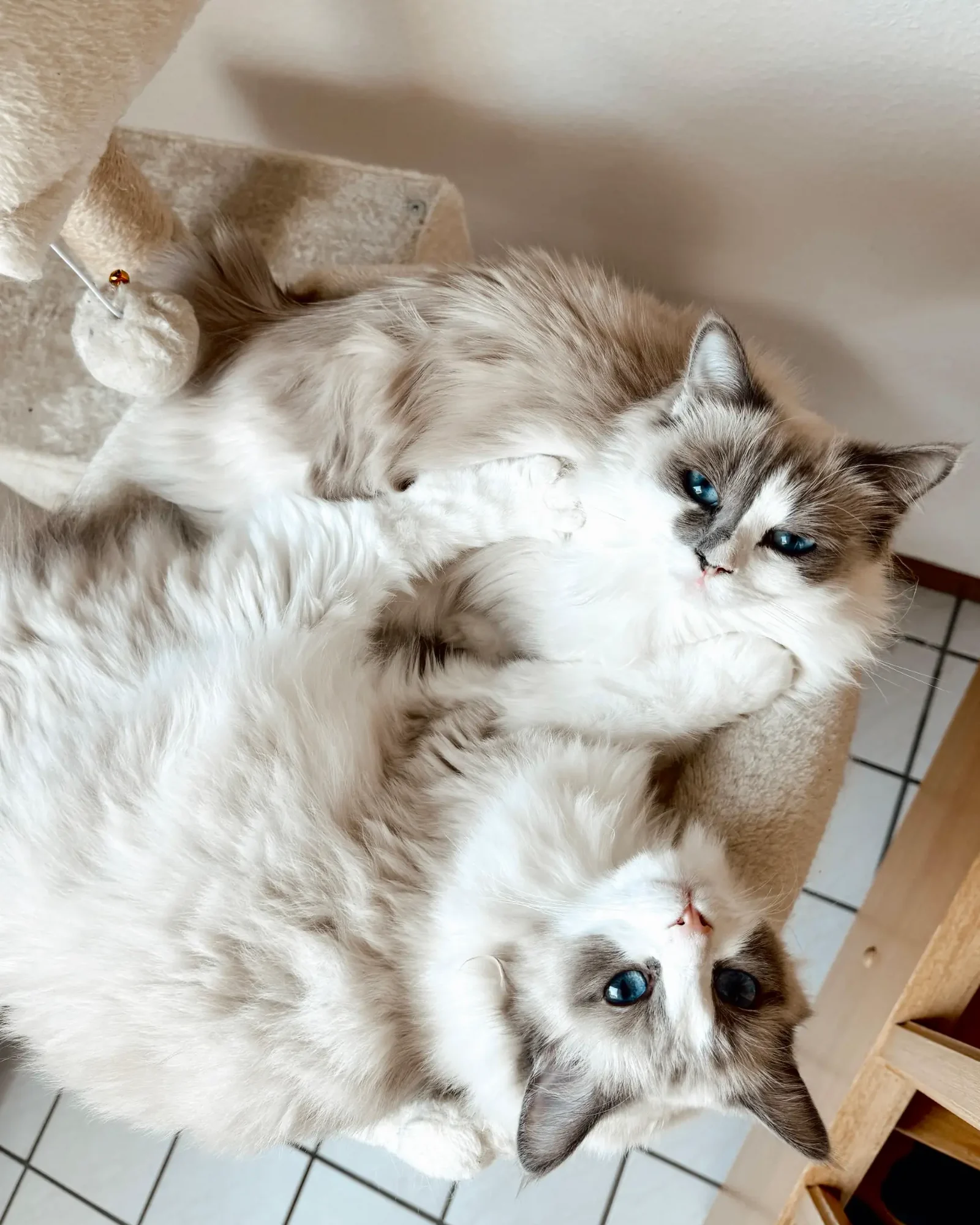 Hailey und Chester liegen aneinandergeschmiegt auf ihrem Kratzbaum und schauen nach oben in die Kamera.