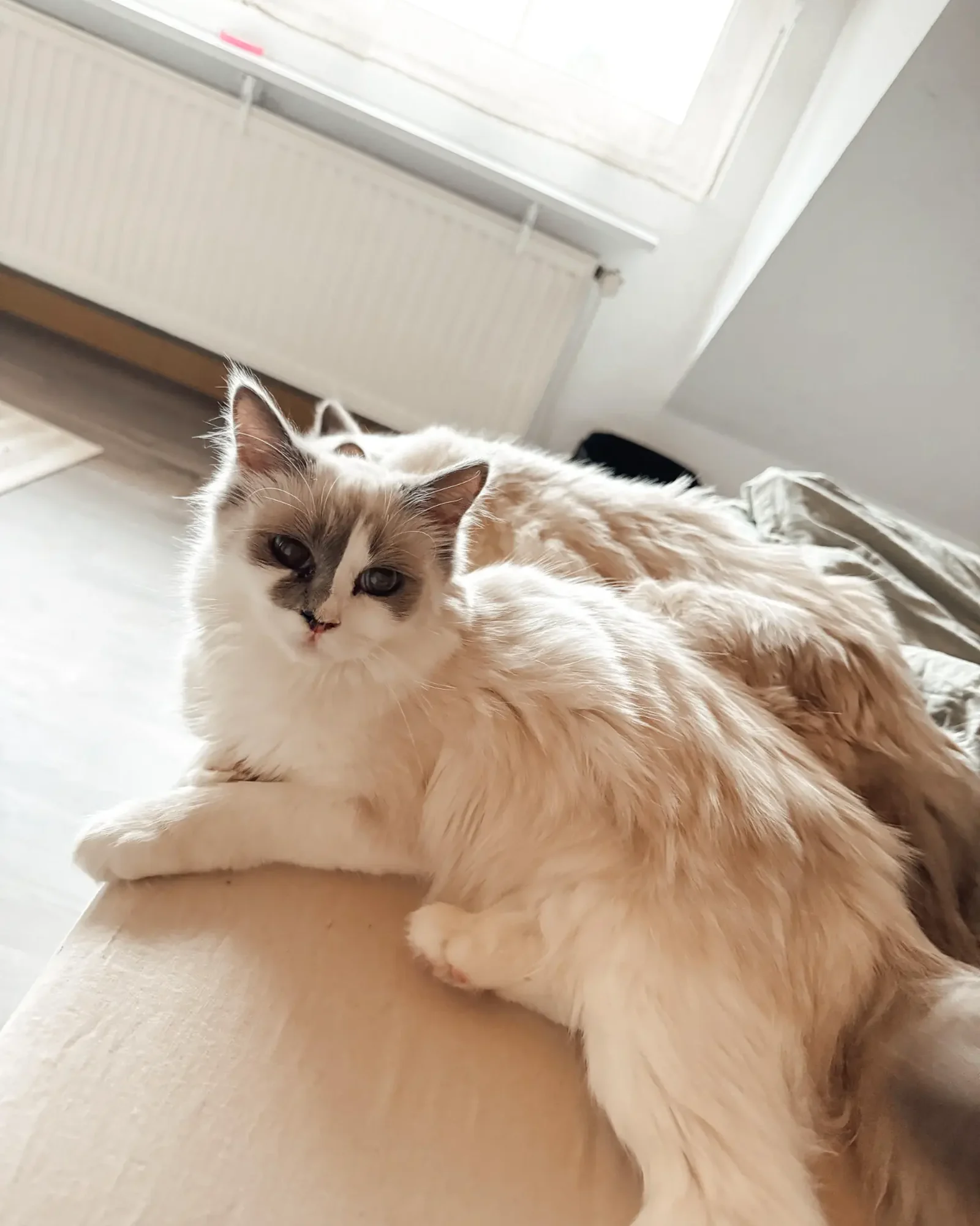 Hailey liegt im Sonnenlicht auf einem Bett und dreht den Kopf zur Kamera.
